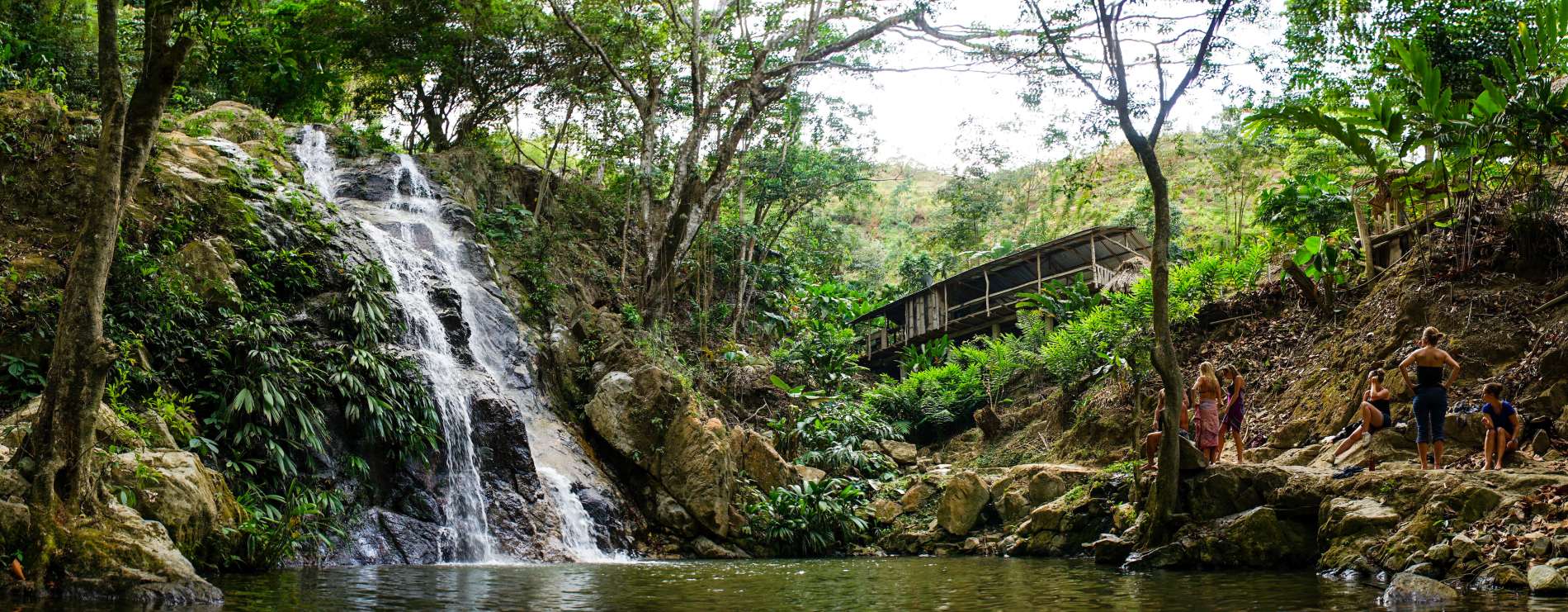 Jungle Trip Ayahuasca