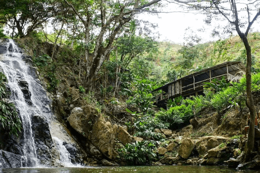 Jungle Trip Ayahuasca