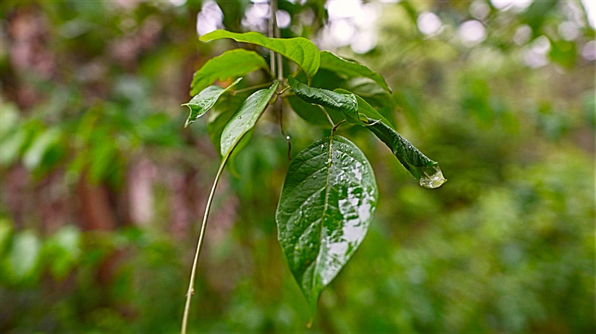 Ayahuasca Pflanze