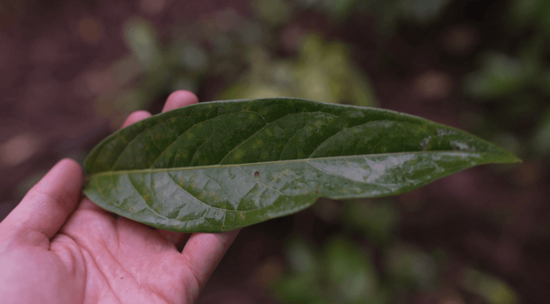 Chakruna Pflanze