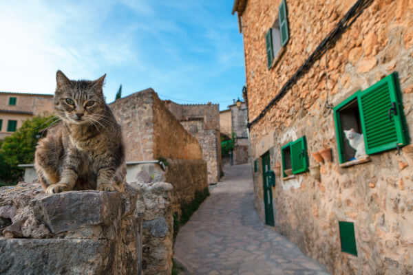 Gasse in einem Wohngebiet mit Katzen auf Mallorca