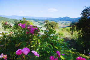 Österreichs grüne Landschaft