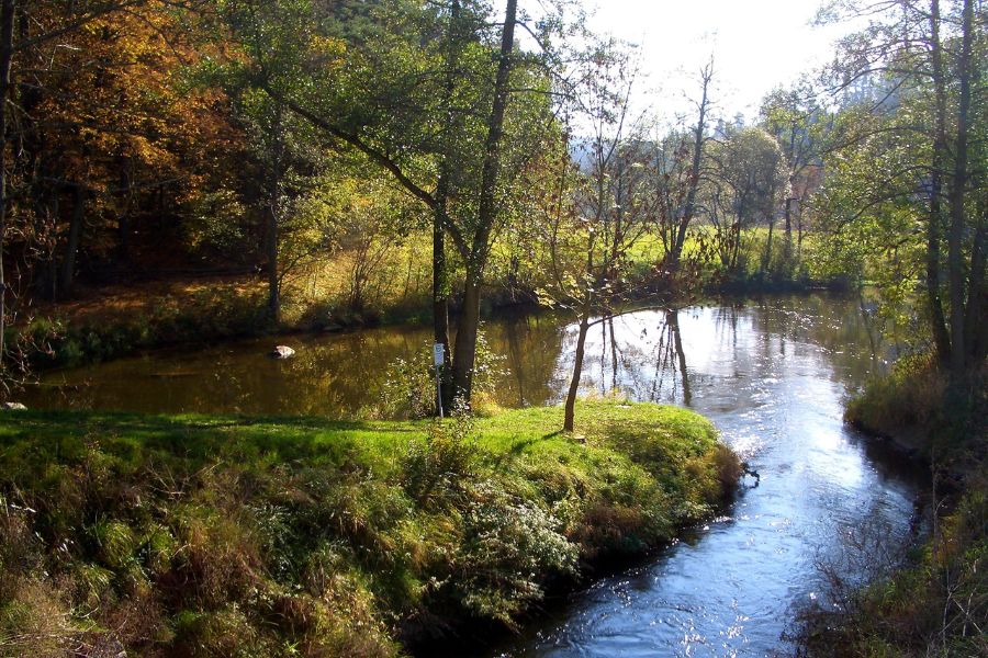 Ayahuasca Waldviertel Österreich Wald mit Wasser