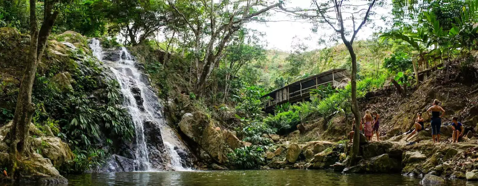 Jungle Trip Ayahuasca